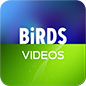 Birds Photos Videos Gisborne NZ