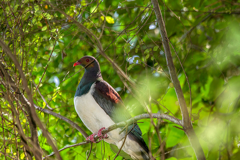 Kereru Longbush 800x533