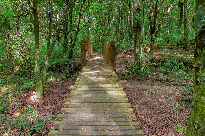 Longbush Bridge Walkway 800x533