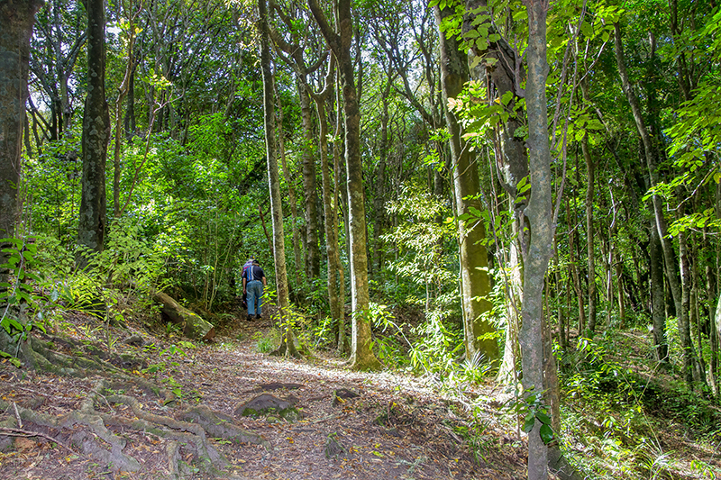 Longbush Track 800x533