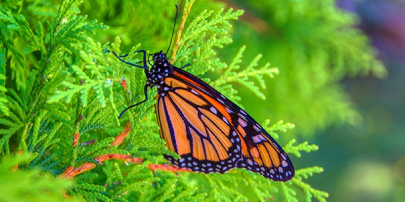 Gisborne Monarch Butterfly