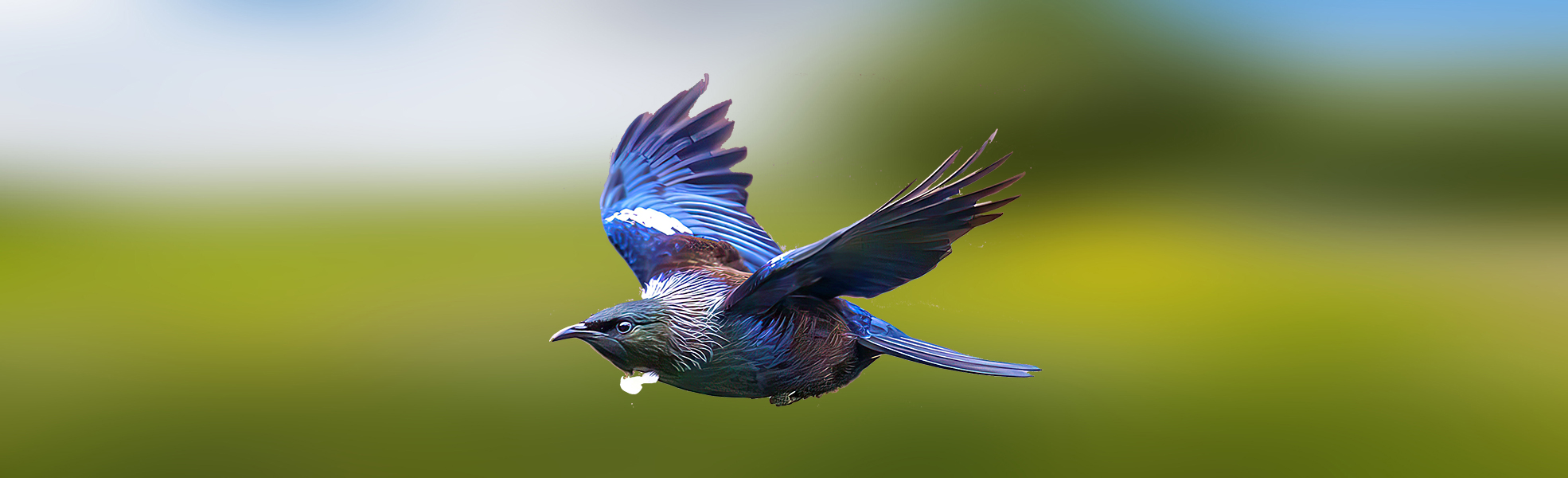 Tui CC