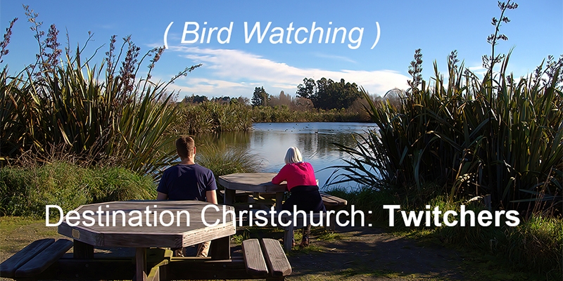 Bird Watching in Christchurch