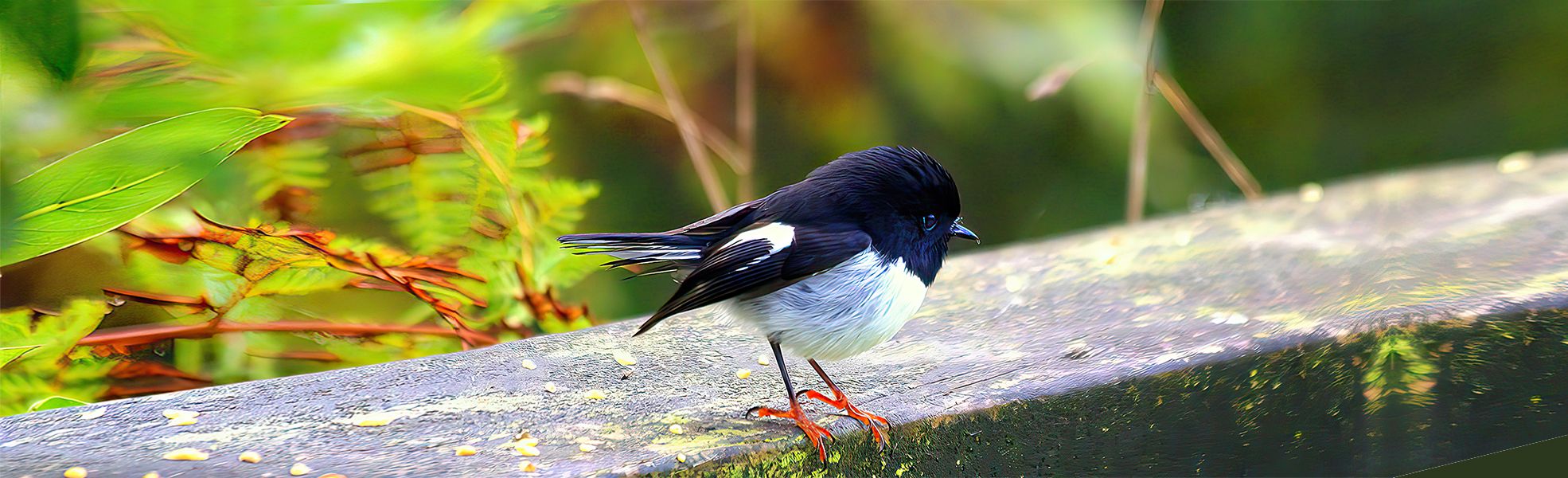 Tomtit Whinray Scenic Reserve Gisborne NZ
