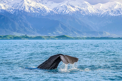 Whale Kaikoura Canterbury courtesy Miles Holden 400x267