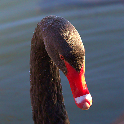 Black Swan Styx Mill Conservation Reserve 070626 400sq