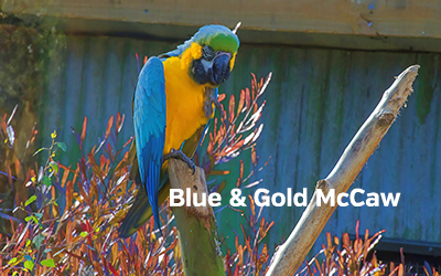 Blue Gold McCaw 400x252