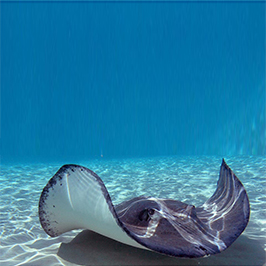 Dive Tat Stingray Sq 266