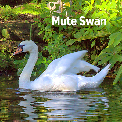 NZ Biirds Mute Swan