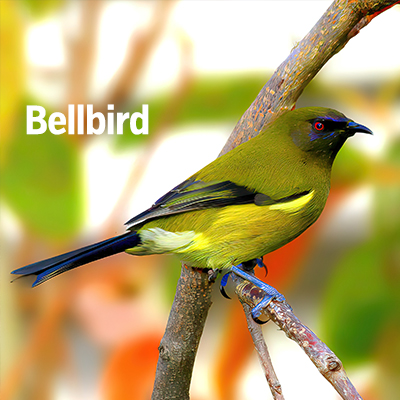 NZ Bird Bellbird 400 sq4