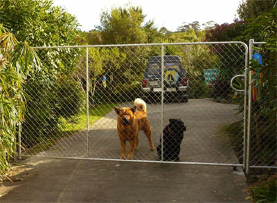NZ Farm Dogs Gate 400294