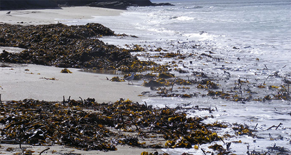 Ocean Organics Seaweed 600x320