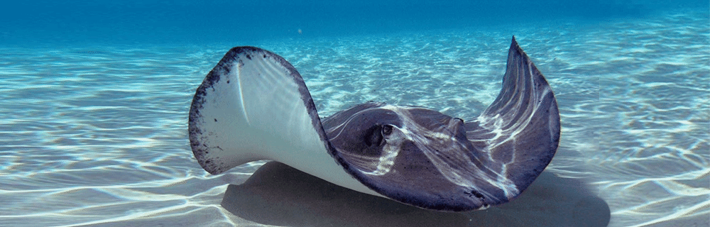 Stingray 1000x320 1000px 25fps3