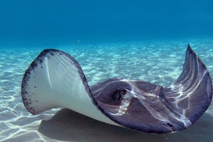 thumb 5a Stingray