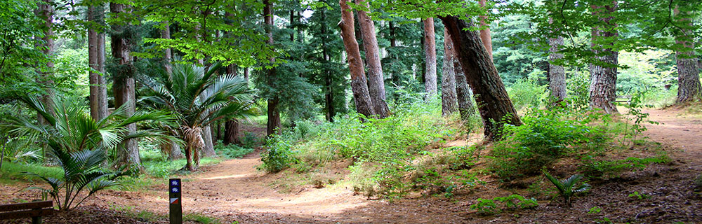 Eastwoodhill Paths 1000x320