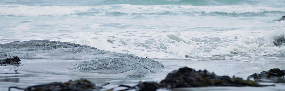 ocean organics 1000x320