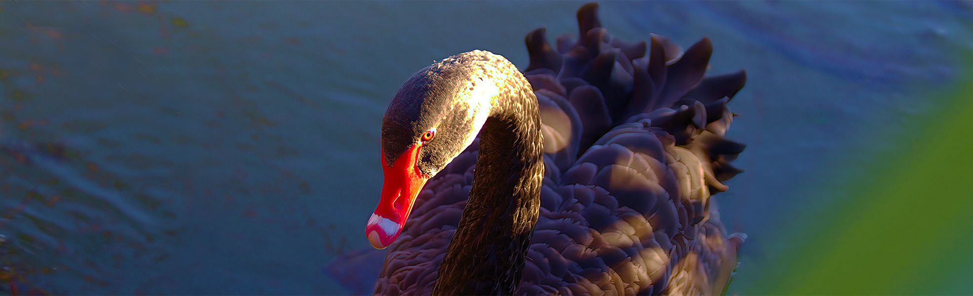 Casebrook Christchurch Black Swan Styxmill Conservation Reserve