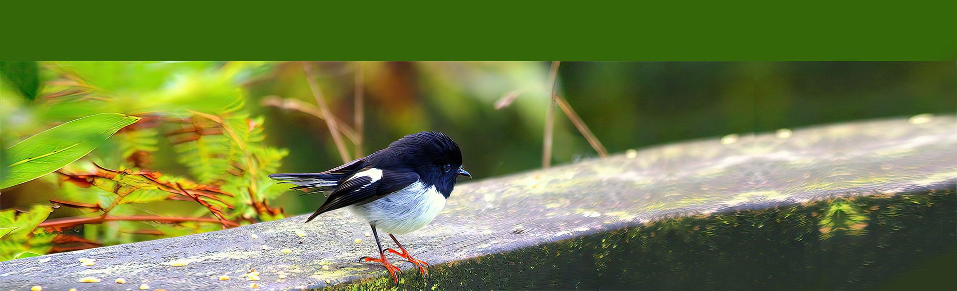 Tomtit MOTU Whinray Scenic Reserve Gisborne NZ 2