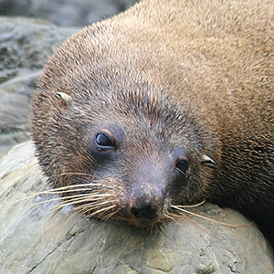 Seal Head Sq300