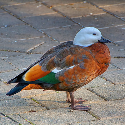 Shelduck Hagley Park Walkway Christchurch Svartcom2