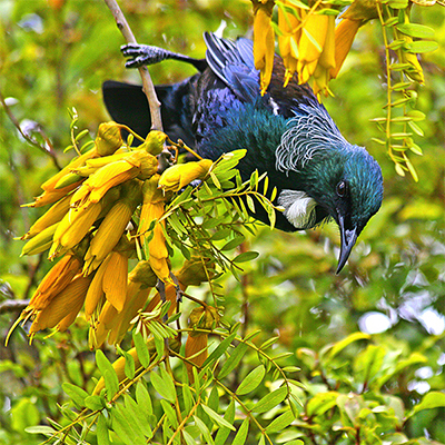 TUI Bird Watching Christchurch