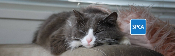 SPCA CAT Sleeping 1000x320 with SPCA logo