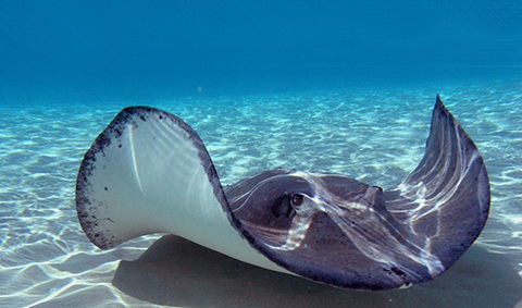 thumb 5a Stingray